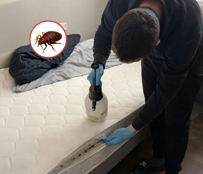 Technicien traitant un matelas contre les punaises de lit à Us